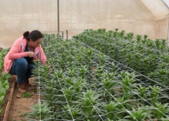 Llaman a jóvenes del agro a innovar desde sus casas