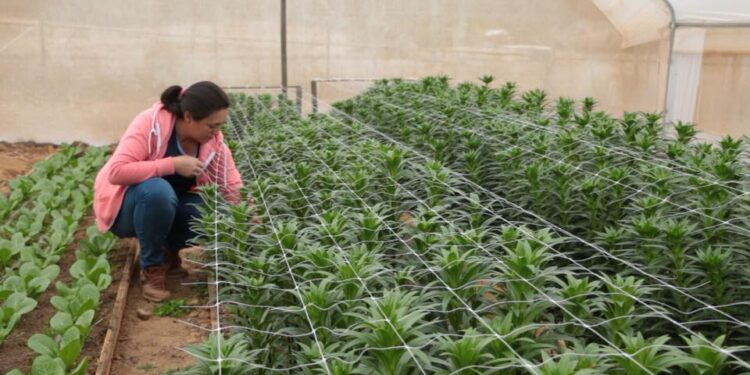 Llaman a jóvenes del agro a innovar desde sus casas