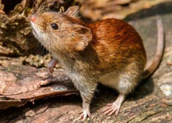 SEREMI DE SALUD CONFIRMA TERCER CASO POR CONTAGIO DE VIRUS HANTA