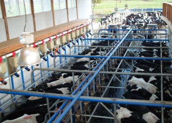 Producción de grasa láctea en sistemas lecheros pastoriles