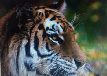 Tigre del zoológico del Bronx, en Nueva York, da positivo por covid-19
