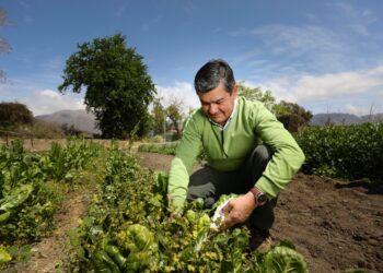INDAP lanza web que reúne recomendaciones e información para la pequeña agricultura durante emergencia por covid-19