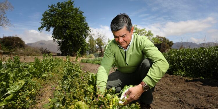 INDAP lanza web que reúne recomendaciones e información para la pequeña agricultura durante emergencia por covid-19