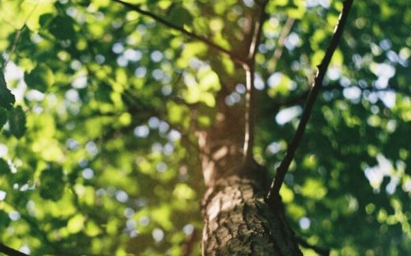 Científicos sostienen que cambio climático está modificando el tamaño promedio de los árboles