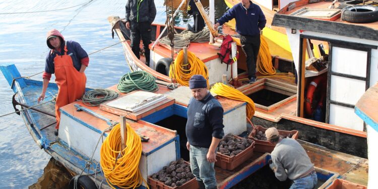 Pescadores artesanales de Maullín obtienen certificación Fair Trade para comercializar locos