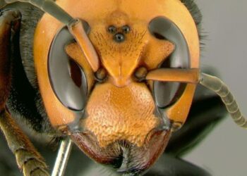 SAG descarta presencia en Chile de avispón gigante asesino que mantiene en alerta a EE.UU.