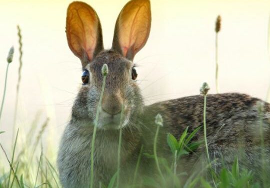 Virus RHDV: El patógeno mortal que está acabando con los conejos salvajes en América del Norte