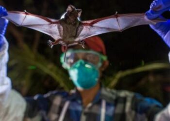 Coronavirus: los «cazadores de virus», los científicos que estudian murciélagos por el todo mundo para prevenir futuras pandemias