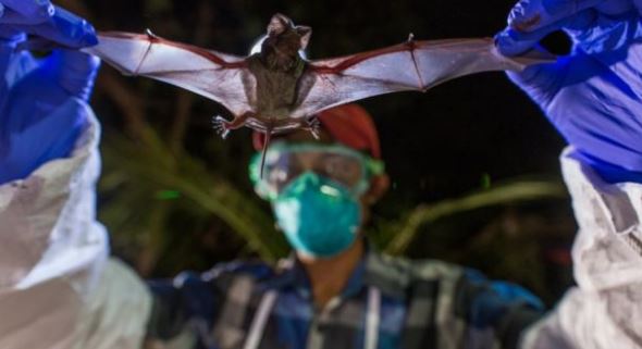 Coronavirus: los «cazadores de virus», los científicos que estudian murciélagos por el todo mundo para prevenir futuras pandemias