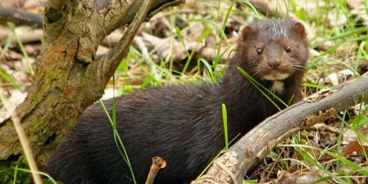 Este animal es el que habría contagiado a un humano con COVID-19