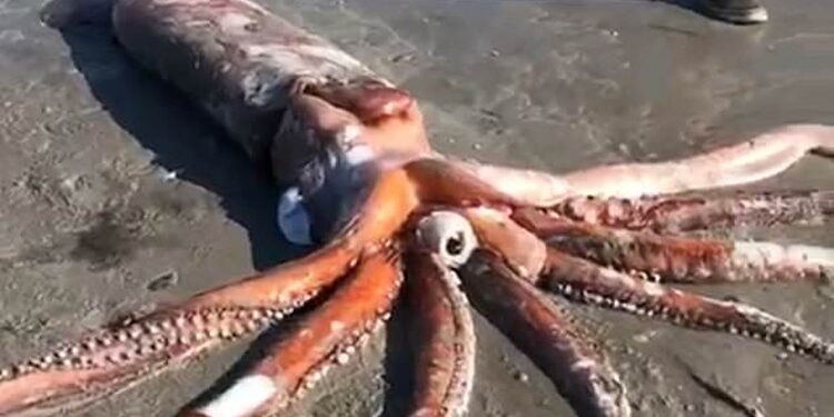 Encuentran un calamar de cuatro metros muerto en una playa de Sudáfrica