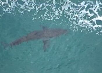 Surfista murió tras ser atacado por tiburón frente a concurrida playa de Australia