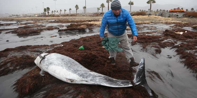 Un delfín, una tortuga y un lobo de mar quedan varados en playas de Coquimbo, Tongoy y La Serena