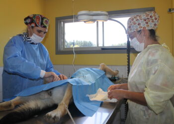 Ampliación de canil municipal aumentará su capacidad de atención