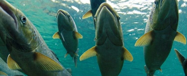 CONFIRMARON FUGA DE SALMONES DESDE EMPRESA BLUMAR