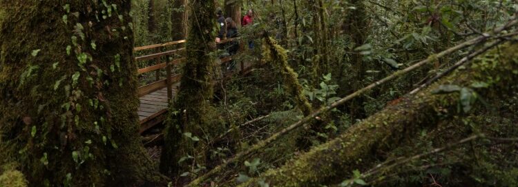 DÍA DEL ÁRBOL: BOSQUE NATIVO SOBREPASA LAS 2 MILLONES 800 MIL HECTÁREAS EN LA REGIÓN DE LOS LAGOS