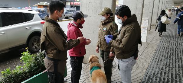 CARABINEROS DETIENE A INFRACTORES POR LEY DE DROGAS EN EL CENTRO DE OSORNO