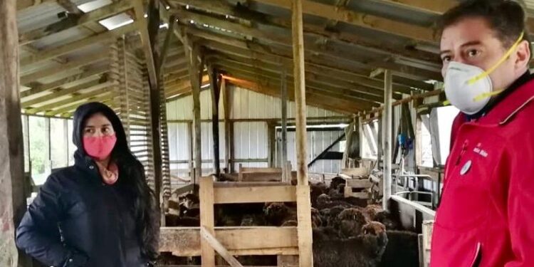 DESTACAN COOPERATIVA OVINA EN LA REGIÓN DE LOS LAGOS