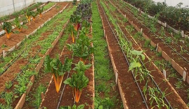 Comisión Nacional de Riego entrega recomendaciones para mejorar producción de hortalizas en zona Sur