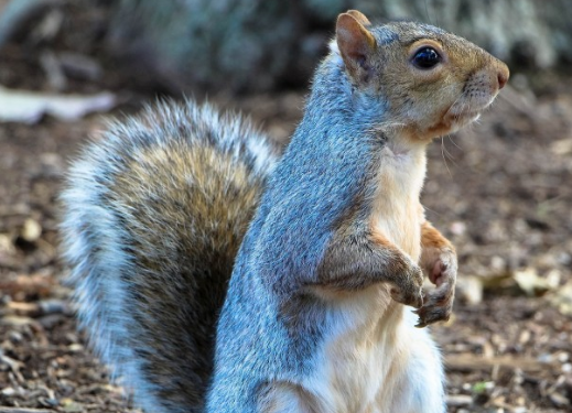 Detectan primer caso de peste bubónica en ardilla en los Estados Unidos