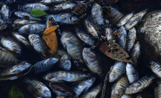 Honduras: investigan la muerte de miles de peces en el Caribe