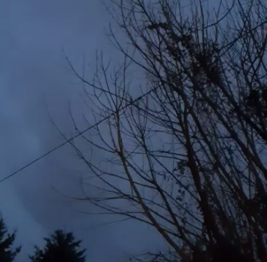 Caída de árbol sobre líneas de tendido eléctrico deja a emisoras sin transmisión