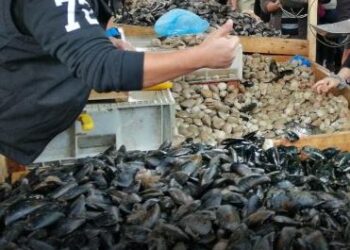 Amplio surtido de pescados y mariscos disponibles en  Feria PAC