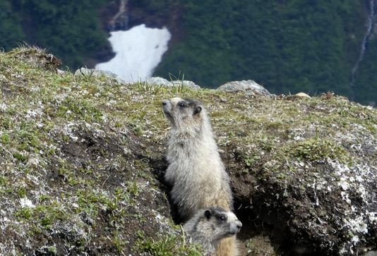 Mongolia cierra parte de la frontera con Rusia tras muertes por peste bubónica