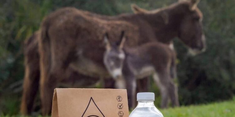 Leche de burra liofilizada: el emprendimiento innovador de la Región de Los Lagos