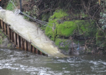 NUEVA CONTAMINACIÓN AL RÍO DAMAS DENUNCIA LA RED AMBIENTAL DE OSORNO