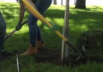 LA RED AMBIENTAL DE OSORNO REALIZA PLANTACIÓN DE ÁRBOLES