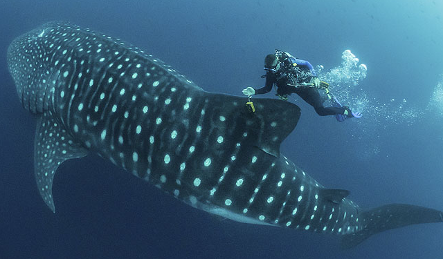 Turista resulta herida tras ser golpeada por la cola de un tiburón ballena en Australia