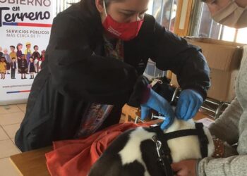 #Puyehue Plan veterinario se entregará en la comuna.
