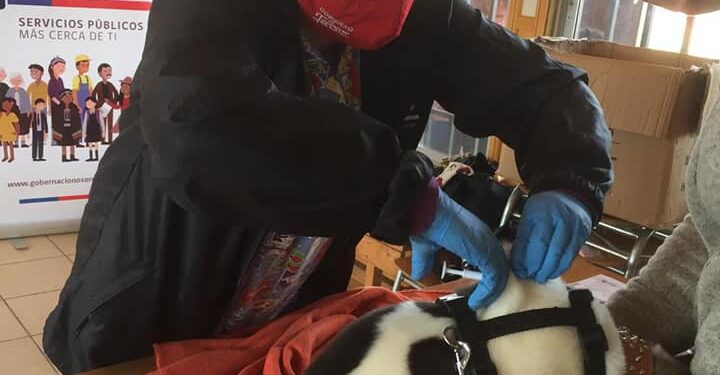 #Puyehue Plan veterinario se entregará en la comuna.