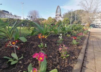 Municipio de Osorno hermosea áreas verdes y avenidas con más de 60 mil flores y 10 mil arbustos.