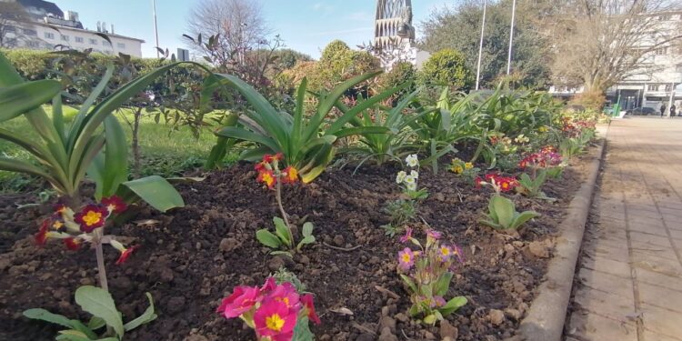 Municipio de Osorno hermosea áreas verdes y avenidas con más de 60 mil flores y 10 mil arbustos.