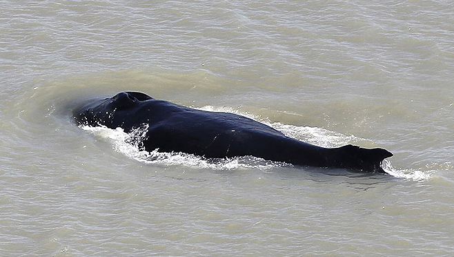Al menos tres ballenas jorobadas se internaron en un río repleto de cocodrilos en Australia: Expertos intentan sacarlas