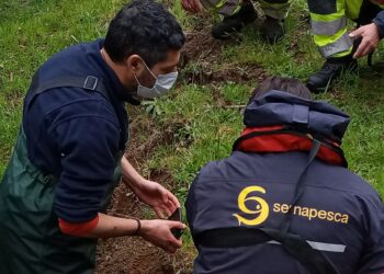 #Puyehue: Sernapesca llegó al río Pilmaiquen por peces muertos.