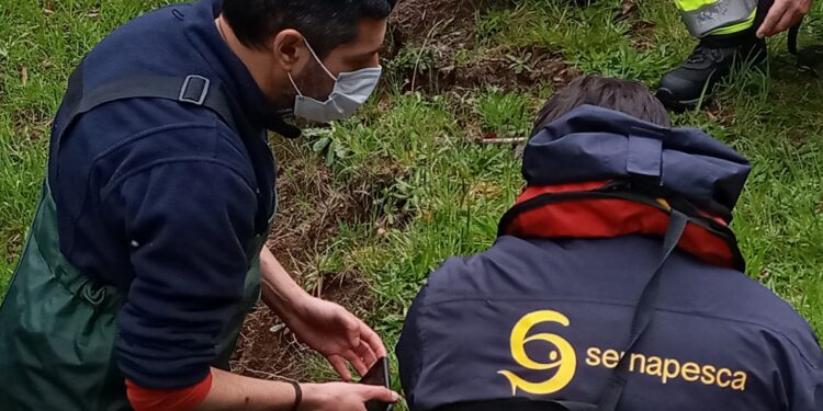 #Puyehue: Sernapesca llegó al río Pilmaiquen por peces muertos.