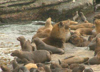 ISLA GUAFO SE TRANSFORMA EN EL FOCO DE INTERÉS DE LA UST OSORNO IMPULSANDO Y APOYANDO ESTRATEGIAS DE DESARROLLO SUSTENTABLE PARA PRESERVAR LA BIODIVERSIDAD EN PELIGRO DE CONSERVACIÓN