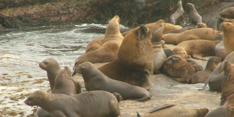 ISLA GUAFO SE TRANSFORMA EN EL FOCO DE INTERÉS DE LA UST OSORNO IMPULSANDO Y APOYANDO ESTRATEGIAS DE DESARROLLO SUSTENTABLE PARA PRESERVAR LA BIODIVERSIDAD EN PELIGRO DE CONSERVACIÓN