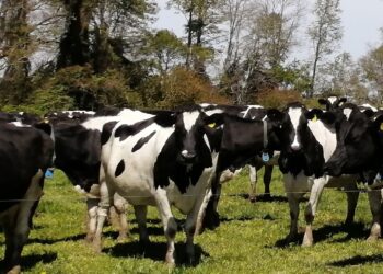 Manejo del pastoreo y su importancia sobre la eficiencia de uso del nitrógeno.