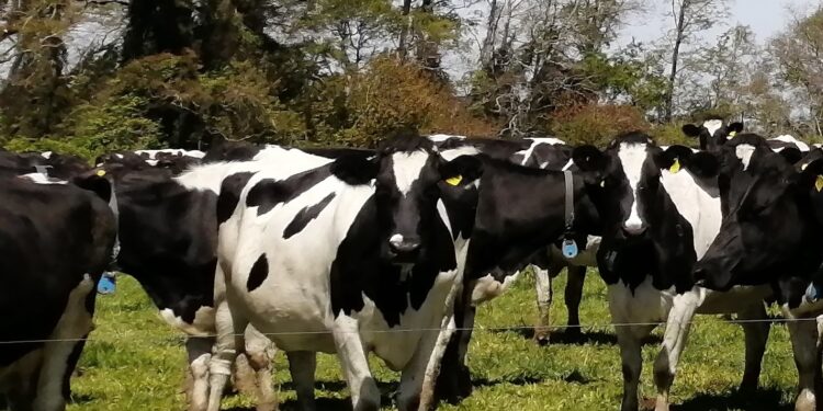 Manejo del pastoreo y su importancia sobre la eficiencia de uso del nitrógeno.