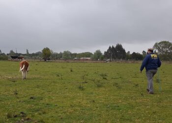 Detectives de la Brigada de Investigación Criminal Valdivia detuvieron a un sujeto por Abigeato.