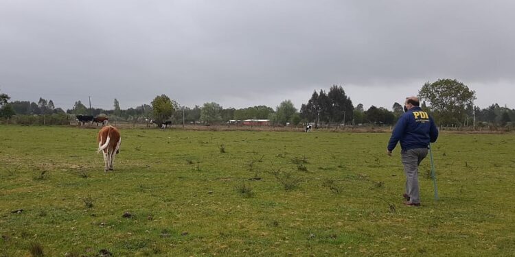 Detectives de la Brigada de Investigación Criminal Valdivia detuvieron a un sujeto por Abigeato.