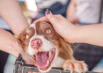 Adopción de mascotas: lo que debes considerar antes de tomar esta importante decisión.