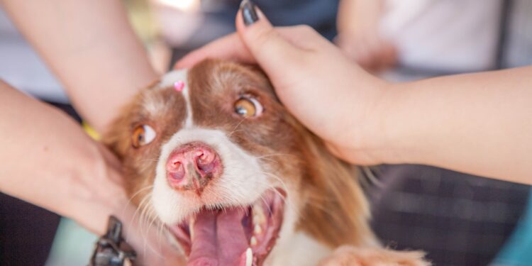 Adopción de mascotas: lo que debes considerar antes de tomar esta importante decisión.