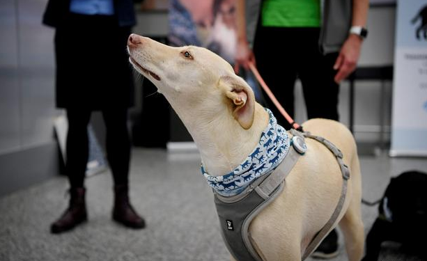 Ensayos con perros rastreadores de COVID-19 en Finlandia arrojan resultados prometedores