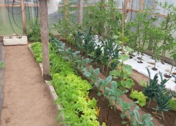 Ministerio de Agricultura lanza curso de especialización en producción hortícola para asesores técnicos de Chiloé.