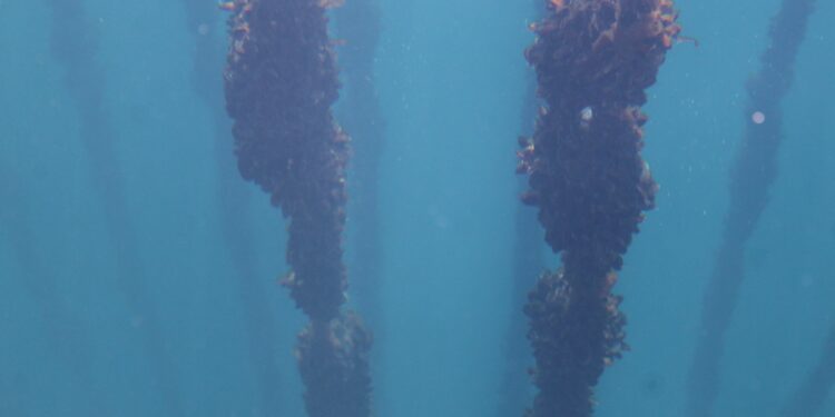 SE REALIZARA: “Seminario de la Investigación Aplicada a la Mitilicultura 2020”